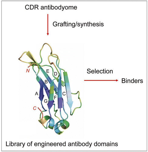 Figure 1 Generation of libraries of engineered antibody domains for selection of small-size high-affinity binders of minimal immunogenicity by grafting or by gene synthesis using information for human CDRs from antibodyome explorations.