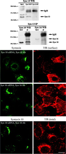 Figure 8. Syntaxin 10 interacts with syntaxin 12/13 and its depletion alters the steady state localization of TfR: (a). HeLa cell lysates were subjected to immunoprecipitation with antibodies against syntaxin 12/13, 10 or 16. Immunoprecipitates were eluted, resolved on 8% SDS-PAGE gels, and subjected to Western immunoblot analyses with antibodies against Vps45. Input is 1/7.5 of the lysate used for the immunoprecipitation. Representative blots are shown; (b). Cells were transiently transfected with the respective siRNA oligomers for 48 h. Cell were then incubated with culture supernatants (diluted 1:10 with basal RPMI medium) of the TfR monoclonal antibody producing Okt9 hybridoma for 20 min on ice. For the assessment of cell surface TfR levels (surface), cells were then washed extensively, fixed with 4% paraformaldehyde and incubated with primary antibodies against syntaxins 10 or 16, followed by Texas-red or FITC-labeled secondary antibodies. For the assessment of internal TfR levels (internal), cells were washed extensively, immersed in complete RPMI medium, transferred to 37°C, and incubated for 30 min. Cell were then washed, fixed with 4% paraformaldehyde and incubated with primary antibodies against syntaxin 10, followed by Texas-red or FITC-labeled secondary antibodies. Arrowheads indicate cells where syntaxin 10 or 16 knockdown is incomplete or minimal. Bar = 10 µm. This figure is reproduced in colour in Molecular Membrane Biology online.