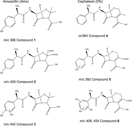 Scheme 3. Chemical structures of antibiotics amoxicillin (Amx) and cephalexin (Cfx) and tentative structures of the detected products in the RB-sensitized photodegradation of the Antb.