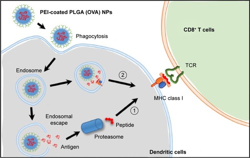 Figure 7 Schematic illustrations of the predicted mechanism of cross-presentation and CD8+ T-cell response induced by PEI-coated PLGA (OVA) NPs.Notes: OVA encapsulated in PEI-coated PLGA (OVA) NPs entered the DCs through phagocytosis or macropinocytosis, and then ① OVA escaped and was released from an endosome. The released OVA was processed by a proteasome and presented by MHC class I molecules. ② OVA was processed by a lysosomal protease in an endosome and cross-presented by MHC class I molecules.Abbreviations: DCs, dendritic cells; PEI, polyethylenimine; PLGA, poly(d,l-lactide-co-glycolide); OVA, ovalbumin; NPs, nanoparticles; MHC, major histocompatibility complex; TCR, T-cell receptor.