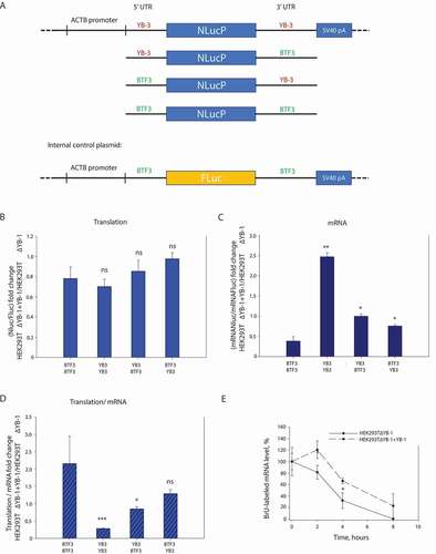 Figure 3. The 5ʹ and 3ʹ UTRs of YB-3 mRNA are required for regulation of translation and stability of reporter mRNAs in HEK293T cells. (A) Scheme of the used pNL2.2 plasmids. The HEK293T ΔYB-1 and HEK293TΔYB-1+ YB-1 cells were transfected using the pNL2.2 plasmid, encoding the reporter Nluc mRNA with a combination of UTRs from YB-3- and BTF3 mRNAs, and the pNL2.2BTF3_Fluc_BTF3 plasmid. 24 h after transfection, the cells were harvested and divided into two parts. One part was used to isolate total RNA for measuring the amounts of Nluc- and Fluc mRNAs by qRT-PCR. The other was used to determine Nluc and Fluc activities. (B) The NanoLuc activities (normalized to that of Fluc synthesized from pNL2.2BTF3_Fluc_BTF3) in HEK293T ΔYB-1 and HEK293TΔYB-1+ YB-1 cells for the pNL2.2 plasmids encoding reporter Nluc mRNAs with various UTRs of YB-3- and BTF3 mRNAs. Errors are 2 standard deviations. Two-tailed Student’s t-test was used to estimate the statistical significance; ns stands for non-significant. (C) The amounts of NanoLuc mRNAs (normalized to that of Fluc synthesized from pNL2.2BTF3_Fluc_BTF3) in HEK293ΔYB-1 T and HEK293TΔYB-1+ YB-1 cells for the pNL2.2 plasmids encoding reporter Nluc mRNAs with various UTRs of YB-3- and BTF3 mRNAs. Errors are 2 standard deviations. Two-tailed Student’s t-test was used to estimate the statistical significance. ***p < 0.001, *p < 0.05, ns stands for non-significant. (D) The activity of Nluc corresponding to the mRNA amount, derived from B and C. Errors are 2 standard deviations. Two-tailed Student’s t-test was used to estimate the statistical significance. **p < 0.01, *p < 0.05. (E) HEK293T ΔYB-1 and HEK293TΔYB-1+ YB-1 cells were transfected using the pNL2.2 encoding either reporter Nluc mRNA with UTR or YB-3 mRNA or BTF3 mRNA. 6 h after transfection, the reaction medium was supplemented with BrU for further 24 h incubation. Then, with the medium replaced by standard one, the cells were incubated for 0, 2, 4, or 8 h, followed by isolation of total RNA. This RNA was used for immunoprecipitation with antibodies against BrU. In the immunoprecipitate, YB-3_Nluc_YB-3 mRNA was detected by qRT-PCR. For each cell line, the mRNA amount at the 0 h point was taken to be 100%. Errors are 2 standard deviations. Two-tailed Student’s t-test was used to estimate the statistical significance. *p < 0.05