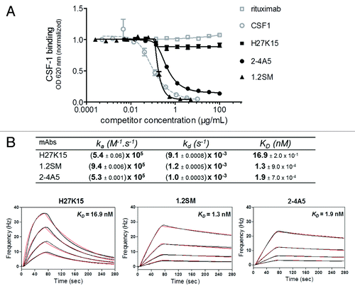 Figure 1. Effects of anti-CD115 mAbs on CSF-1 binding to its receptor and affinity studies. (A) Binding of biotinylated CSF-1 incubated at 0.06 µg/ml on immobilized CD115 ECD-Fc in the presence of increasing concentrations of anti-CD115 mAbs, isotype control mAb (rituximab) or unlabeled CSF-1. MAbs 1.2SM and 2–4A5 block CSF-1/CD115 binding, which is only minimally (~10%) affected by H27K15. (B) Affinities of anti-CD115 mAbs for human CD115 ECD measured by QCM. Four different concentrations of CD115 were injected on each immobilized mAb. Rates and affinity constants (ka, kd and KD) were calculated from fits of two sets of sensorgrams obtained for each of the anti-CD115 mAbs using a simple model 1:1.