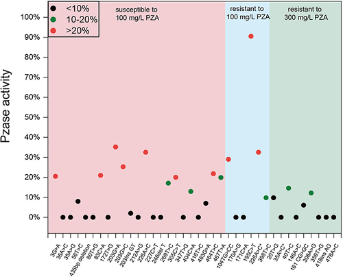 Figure 1 Pyrazinamidase (PZAse) activity of strains. Red: susceptible to pyrazinamide (PZA) at 100 mg/L; Blue: resistant to PZA at 100 mg/L; Green: resistant to PZA at 300 mg/L. *Mutation type with different phenotype.