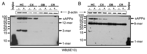 Figure 6. Immunoblotting analysis of the soluble Aβ-amyloid oligomers from intracellular and membrane-associated protein extracts of 5 mo-old 3xTg-AD mice. Intracellular protein fractions (A) and membrane-associated protein fractions (B), from several brain subregions (HC, hippocampus; CX, cortex; OB, olfactory bulb and CR, cerebellum), from triple transgenic (3xTg-AD) mice i.p. treated with 85 μg of scFv-h3D6 (+) and i.p. treated with PBS (-), were analyzed. Only sAPPα, dodecamer and trimer Aβ-species in the intracellular fraction and sAPPα and nonamer Aβ-species in the membrane-associated fractions were detected, but the profile pattern of the oligomeric species upon scFv-h3D6 treatment did not change. NTg groups rendered similar results (not shown). Arrows indicate respective migration position of monomers (1-mer), trimers (3-mer), nonamers (9-mer), dodecamers (12-mer) and sAPPα (secreted form of APP that has been cleaved by α-secretase). Synthetic human Aβ1–42 peptide (hAβ42) was used as a positive control (left lanes). Total protein applied to each lane was 45 μg.