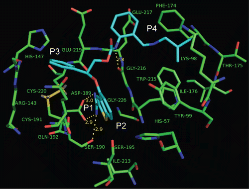 Figure 3.  The binding models of the most potent ligand 69 (Ki = 0.002 μM) with FIXa (PDB ID: 3LC5). The inhibitor is represented as stick model and carbon atoms are coloured cyan by element; the key residues are denoted as stick and coloured green by element. The yellow dash lines denote the hydrogen bonds. P1, P2, P3 and P4 refer to the corresponding positions in the binding pocket. Only the hydrogen bonds within 3 Å are shown and all hydrogen atoms are removed for clarity.
