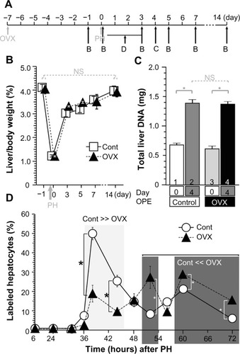 Figure 5 OVX did not affect liver weight recovery after PH, and the hepatocyte proliferations were delayed.