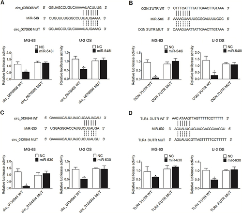 Figure 5 The luciferase activities of wild-type circ_0076906 and OGN were inhibited by miR-548i while the luciferase activities of wild-type circ_0134944 and TLR4 were suppressed by miR-630 (*p-value < 0.05 vs NC). (A) Sequence analysis and luciferase assays indicated that miR-548i suppressed the expression of circ_0076906 in MG-63 and U-2 OS cells. (B) Sequence analysis and luciferase assays indicated that miR-548i suppressed the expression of OGN in MG-63 and U-2 OS cells. (C) Sequence analysis and luciferase assays indicated that miR-630 suppressed the expression of circ_0134944 in MG-63 and U-2 OS cells. (D) Sequence analysis and luciferase assays indicated that miR-630 suppressed the expression of TLR4 in MG-63 and U-2 OS cells.