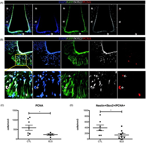 Figure 2. ELS reduces cell proliferation in the hypothalamus of adult male mice. Proliferating (PCNA+) cells, were found in parenchymal areas surrounding the 3rd ventricle but not on the ventricular wall of the hypothalamus in Nestin-GFP mice (A). Representative image from a male control mouse. PCNA + cells were found in the parenchyma (B) and there, total numbers of proliferating PCNA + cells and putative proliferating NSCs positive for Nestin-GFP, SOX2 and PCNA in the ME were quantified. ELS resulted in a significant reduction of the total numbers of PCNA + cells (C) and specifically in a significant reduction of PCNA+/SOX2+/Nestin + proliferative cells (D) in the ME. *p < 0.05.