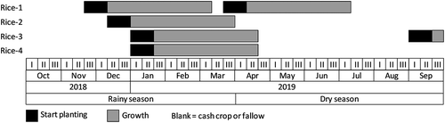 Figure 2. Cropping calendars of rice crops in Indramayu regency in 2018/2019 modified from.Kementan (Citation2019)