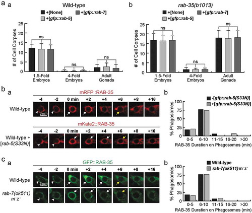 Figure 2. Analysing RAB-35’s relationship with RAB-5 and RAB-7 during the phagosome maturation process