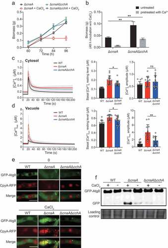 Figure 4. Deletion of cchA alleviates the calcium toxicity-related phenotypes in the ΔcnaA mutant