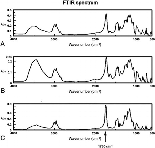 Figure 2. FTIR spectrum of control CMW1 cement (A) and CMW1 cement retrieved 16 years (B) and 30 years (C) after implantation.