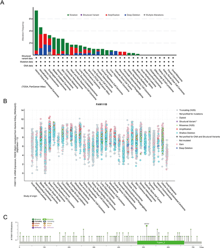 Figure 5 Mutation levels of FAM111B in different tumors. (A) Analysis of FAM111B mutation frequency in the TCGA pan-cancer study via cBioPortal database. (B) General mutation counts of FAM111B in various TCGA cancer types via cBioPortal database. (C) Mutation map of FAM111B in different cancer types across protein domains.