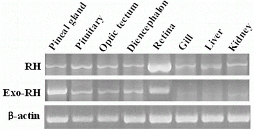 Figure 4.  Tissue distribution of RH and Exo-RH mRNA in olive flounder. β-actin mRNA was amplified to verify the integrity of each mRNA sample.