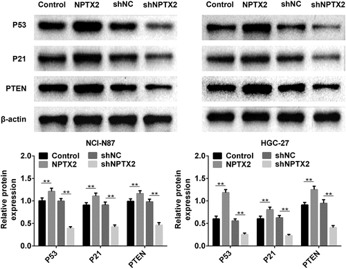 Figure 6. Effect of NPTX2 on the p53 signaling pathway in gastric cancer cells. After gastric cancer cells (NCI-N87 and HGC-27) were, respectively, transfected with NPTX2 plasmid (NPTX2), control plasmid (control), shRNA NPTX2 (shNPTX2) and control shRNA (shNC), the expression of key proteins (PTEN, p53 and p21) in the p53 signaling pathway was measured by western blot. **p < 0.01 versus control or shNC