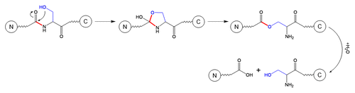 Schematic 4 Fragmentation at Xaa-Ser site.Citation3