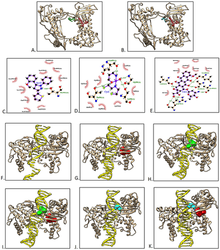Figure 2 Protein-ligand docking and macromolecular docking of topoisomerase I. (A) The binding of topoisomerase I and pyrazoline B (green) or doxorubicin (red). (B) The binding of topoisomerase I and cyclophosphamide (cyan) or doxorubicin (red). (C) Pyrazoline B-topoisomerase I interaction. (D) Cyclophosphamide-topoisomerase I interaction. (E) Doxorubicin-topoisomerase I interaction. (F) Topoisomerase I without ligand. (G) Topoisomerase I-doxorubicin. (H) Topoisomerase I-pyrazoline B. (I) Topoisomerase I-Doxorubicin-pyrazoline B. (J) Topoisomerase I cyclophosphamide. (K) Topoisomerase I-doxorubicin-cyclophosphamide.