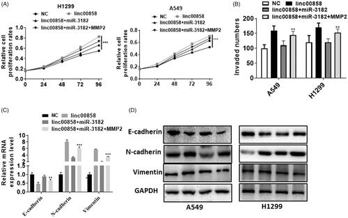 Figure 6. linc00858/miR-3182/MMP2 axis in lung cancer. (A) Overexpression of MMP2 can reversed the proliferation effect of linc00858 and miR-3182 in A549 and H1299 cell lines. (B) Overexpression of MMP2 can reversed the invasion effect of linc00858 and miR-3182 in A549 and H1299 cell lines. (C) Overexpression of MMP2 can reversed the EMT process of linc00858 and miR-3182 in A549 and H1299 cell lines via qPCR. (D) Overexpression of MMP2 can reversed the EMT process of linc00858 and miR-3182 in A549 and H1299 cell lines via western blotting.