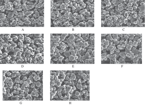 Figure 4. Scanning electron micrograph of starches from different oat cultivars: (A) OL-9, (B) OL-10, (C) Kent, (D) OS-6, (E) OS-7, (F) OS-346, (G) HFO-114, and (H) PLP-1.