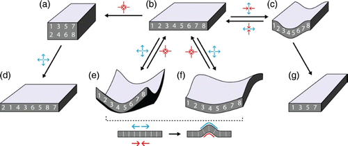 Figure 46. Tissue remodeling requires reversible (both directions of arrows) externally triggered deformation and irreversible (only one direction of arrows) relocalization of the cells. The colored arrows indicate the cell flow at the center of the layer (red=pushing, blue=pulling). Transitions from one state to another can be reversible when a return to the original cell order is possible (e.g. by removing the external cue. Irreversible transitions, in contrast, imply a change in intrinsic cell order (a return to the original overall shape is still possible, though). Several modes are depicted here: x-contraction and y-extension (b→c) leads to tissue bending (c) and after relaxation to tissue elongation called epiboly (g) which is often combined with tissue spreading and thinning. x- and y-contraction leads to evagination (e) or may end up in tissue thickening after rearranging the cells (a) based on transversal intercalation. The inverse process leads to tissue thinning and again to a flat state (d) similar to (b) which happens often in conjunction with epiboly. Bending of tissues is always linked to an asymmetrical cellular deformation. (e, f) A deformation can be the cause or the result of the tissue bending depending if the process is triggered from the surrounding tissue or actively driven by local cells implying their cytoskeleton force generation machinery. Further transformations are possible and thinning and rearrangements can, for instance, be combined to transform a sheet to a tube (see, e.g. Citation550).