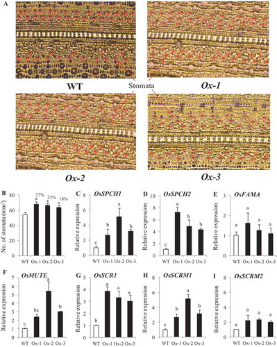 Figure 7. Stomatal density in AtICE1 overexpressing transgenic rice (T2) under control condition. (a) Image of abaxial leaf surface from fully expanded leaves under microscope (40x). (b) Stomatal density under control condition. (c-i) qRT-PCR expression analysis of genes for stomatal development. RNA was extracted from newly emerging leaves under control condition. The experiment was performed with three biological replicates (n = 3). Error bar indicates ±SE. *means P < .05. Column with different letters shows significant differences * P < .05