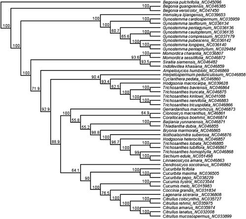 Figure 1. Phylogenetic tree reconstructed by maximum likelihood (ML) analysis based on chloroplast genome sequences, including Cucurbita ficifolia sequenced in this study. Numbers below or above branches are assessed by ML bootstrap.