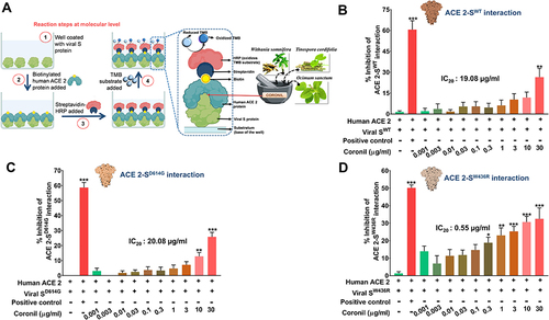 Figure 2 Inhibitory effect of Coronil on interactions between human ACE-2 receptor and viral S proteins. (A–D) Through an ELISA based assay (A), the dose-dependent effect of Coronil on the interactions between human ACE-2 receptor and different types of SARS-CoV-2 S proteins, namely, SWT (B), SD614G (C) and SW436R (D) were evaluated and represented as percent (%) inhibition relative to the extent of ACE-2-S protein interactions observed in the reaction mix without any inhibitor. Data are represented as mean ± SEM from three independent experiments. The statistical significance of the observed differences in the means compared to the no inhibitor group (first column in each case from (B–D)) was analyzed through one-way ANOVA followed by Dunnett’s multiple comparison test and represented as *, ** or *** depending on whether the calculated p value was <0.05, <0.01 or <0.001. IC20 doses of Coronil against ACE-2 and each variant of S protein were determined.