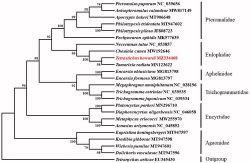 Figure 1. Phylogenetic tree showing the relationship between Tetrastichus howardi and 22 other parasitoids based on neighbor-joining method. GenBank accession numbers of each species were listed in the tree. The parasitoid determined in this study has been marked red. Bootstrap values are shown above the nodes.