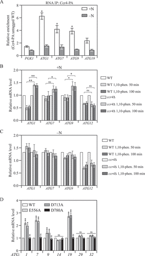 Figure 3. Ccr4-Not binds to ATG mRNAs and negatively regulates their stability in growing conditions. (A) WT and CCR4-PA cells were grown in YPD medium to mid-log phase (+N) and then shifted to SD-N for 2 h (-N). Cells were subjected to RNA immunoprecipitation as described in Materials and Methods. qRT-PCR experiments were performed to show the enrichment of ATG mRNAs based on the Ccr4-PA RIP assay. Mean ratios ± SEM of n = 3 independent experiments of ATG mRNA levels in Ccr4-PA:non-tag RIP are indicated. PGK1 mRNA served as a negative control. Student’s t-test, *p < 0.05, ns, not significant. (B and C) WT and ccr4∆ cells were grown in YPD medium until mid-log phase, and then (B) treated with 200 µg/ml 1,10-phenanthroline for 50 and 100 min, or (C) shifted to SD-N for 50 and 100 min in the presence of 200 µg/ml 1,10-phenanthroline. The mRNA levels of individual ATG genes were first normalized to the reference gene SCR1 and then normalized to WT cells with no treatment (set to 1). Mean ± SEM, n ≥ 3 independent experiments. Student’s t-test; *p < 0.05, **p < 0.01, ns, not significant. (D) WT (CCR4-PA) and the indicated Ccr4 catalytic mutant cells were grown in YPD until mid-log phase. The mRNA levels of individual ATG genes were measured, quantified, and shown as in Figure 1A. Student’s t-test; **p < 0.01, ***p < 0.001.