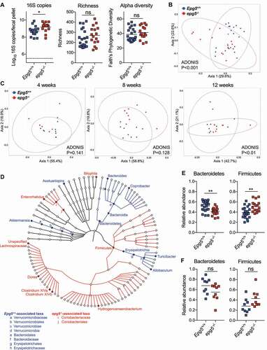 Figure 3. fThe intestinal bacterial microbiota is altered in epg5−/- mice. (A,B) Epg5+/+ and epg5−/- littermates were separated by genotype at 4–5 weeks of age and maintained in cages of 2–5 mice/cage. Fecal pellets were collected at 8–10 weeks of age, and sequencing analysis of the 16S rRNA gene V4 region was performed. QPCR was performed on extracted DNA to determine 16S rRNA gene copies/fecal pellet, and richness and Faith’s phylogenetic diversity analyses were performed on V4 sequencing data (A). Principal components analysis was also performed using weighted UniFrac distances (B). N = 16–21 mice per group over two independent experiments. (C) Fecal samples were collected from Epg5+/+ and epg5−/- littermates around time of weaning (4 weeks of age), after mice were subsequently co-housed in hamster cages by sex for 4 weeks (8 weeks), and then after they were subsequently singly-housed for an additional 4 weeks (12 weeks). Principal components analysis was performed. N = 9 mice per group. (D) LEfSe analysis of 16S rRNA gene sequencing of Epg5+/+ and epg5−/- littermates (cohorts in B and C) identified statistically significant bacterial taxa biomarkers. (E, F) Relative abundances of Bacteroidetes and Firmicutes phyla from (B) and (C). Statistical analyses performed using Mann-Whitney test (A, E, F) or permutational MANOVA (ADONIS) (B, C). **, P < 0.01; *, P < 0.05; ns, not significant.