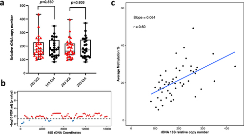 Figure 4. Relative rDNA copy number in a) Schizophrenia (SCZ) neurons vs controls. No significant difference was observed after adjusting for both age and gender. b) Relationship between 18S relative rDNA copy number and DNA methylation at the 45S rDNA locus after adjusting for the following: age, gender and disease status. Each 200 bp bin is displayed as a dot and the average DNA methylation of all CpG sites in the bin was calculated. The obtained p-values were FDR adjusted. The values above the dotted line (red dots) indicate a significant association (p < 0.05) while the values below the dotted line (blue) indicate no significant difference. c) Scatter plot for relative 18S rDNA copy number vs DNA methylation across rDNA coordinates 7400–7599 in neurons.