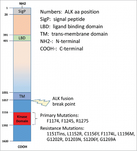 Figure 1. The ALK receptor kinase: its domains, fusion break point, mutations, and resistance mutations. Reproduced with modification from Wellstein A, Toretsky JA. Hunting ALK to feed targeted cancer therapy. Nat Med. 2011; 17: 290–1. PMID: 21383740; doi: 10.1038/nm0311–290. © 2011 Nature America, Inc. By permission.