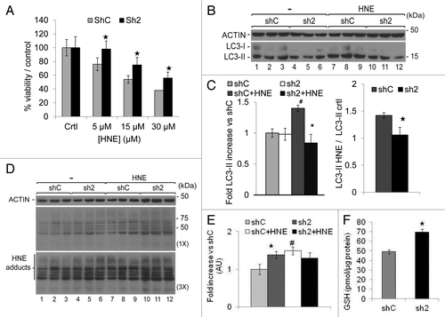 Figure 9. GABARAPL1 knockdown enhances cell survival in response to HNE, inhibits autophagic flux in response to HNE, and increases intracellular HNE-protein adducts and glutathione (GSH) concentration. (A) MDA-MB436-shC and sh2 cells were grown for 16 h in the presence of HNE (0, 5, 15 or 30 µM). Cells were then trypsinized and counted in the presence of trypan blue. The values were normalized to the number of cells determined in the control samples for each cell line. *P < 0.05, vs shC (n = 3). (B) MDA-MB436-shC and sh2 cells were cultured for 16 h in the presence of HNE (30 µM). Cells were then lysed and total proteins (25 µg) were separated on 12% SDS-PAGE gels followed by immunoblotting with anti-LC3 and anti-ACTIN antibodies and the ECL Plus reagent. A representative experiment of 3 performed is shown. (C) Quantification of the LC3-II signals observed in the western blots shown in (B). HNE-induced changes of LC3-II levels were determined as the levels of LC3-II in response to HNE divided by the levels of LC3-II without HNE. *P < 0.05, vs shC (n = 3), #P < 0.05, vs untreated cells (n = 3). (D) MDA-MB436-shC and sh2 cells were cultured for 16 h in the presence of HNE (30 µM). Cells were then lysed in HNE lysis buffer containing 10 mM N-ethylmaleimide and total proteins (25 µg) were separated on 12% SDS-PAGE gels followed by immunoblotting with anti-4-HNE and anti-ACTIN antibodies and the ECL Plus reagent. (E) Quantification of the signals observed in the western blot in (D). *P < 0.05, vs shC (n = 3), #P < 0.05, vs untreated cells (n = 3). (F) Total cellular GSH was determined using the GSH recycling assay, as described in Materials and Methods, using a Beckman Coulter DU-800 spectrophotometer, after shC and sh2 cells (600,000) were cultured in 6-well plates for 24 h at 37 °C. *P < 0.05, vs shC (n = 3).