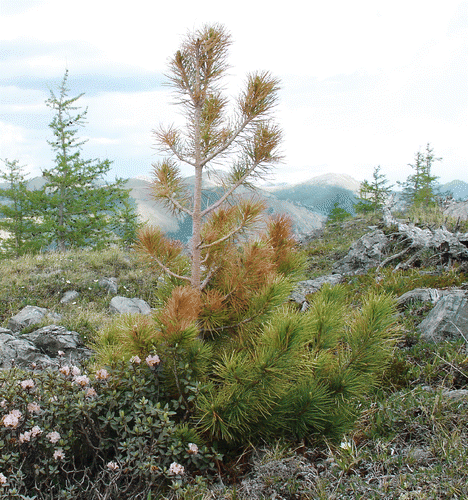 FIGURE 7 Within the alpine forest-tundra ecotone Siberian pine became established within sheltered microsites. Needles and stems above snow level were damaged by desiccation and snow abrasion, whereas larches were not damaged.