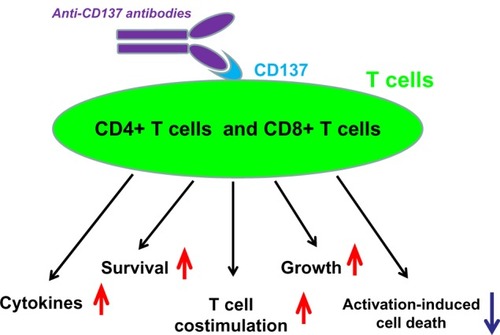 Figure 1 Biological functions of anti-CD137 monoclonal antibodies on T cells, by targeting CD137.