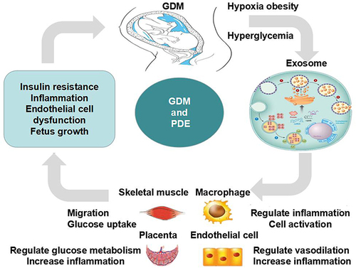 Figure 1 The functions and mechanisms of pdE in GDM. In gestational diabetes, hypoxia, high glucose, and BMI affect the production of placental exosomes, which in turn regulate insulin resistance, inflammatory factors, and endothelial cell dysfunction. These factors work together to promote the occurrence and development of diabetes and fetal growth and development.