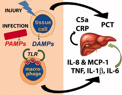 Figure 2. Sepsis begins with either infection or tissue injury. PAMPs from invading organisms or DAMPs from injured tissue cells (or both) are recognized by macrophage receptors such as the TLRs. This results in the production of pro-inflammatory cytokines such as TNF, IL-1β and IL-6 and chemokines such as IL-8 and MCP-1. IL-6 stimulates the liver to produce CRP and complement proteins. Many cells in the body also produce PCT in response to both infection and injury.