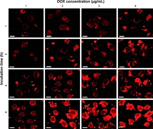 Figure S2 Confocal microscopic images of HepG2 cells treated with DOX@P-MSNs at different DOX concentrations (1, 2, 3 and 4 µg/mL) for various time periods (1, 2, 4 and 6 h).Note: Scale bar is 20 µm.Abbreviations: DOX@P-MSN, doxorubicin-loaded polyaspartic acid-anchored MCM-41-type mesoporous silica nanoparticle; DOX, doxorubicin.