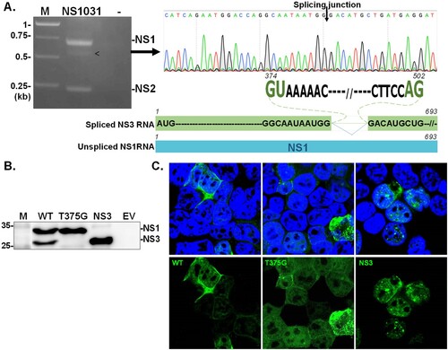 Figure 1. Identification of NS3. NS transcripts were amplified by RT–PCR from cells infected with RG-AIV-WT virus (A). The identity of an unexpected transcript (indicated by arrowhead) was revealed by automated sequencing. Alignment analysis indicated that the additional transcript, denoted as NS3, was a spliced version of NS1. NS3 contained sequences corresponding to NS1 with a deletion between the splicing dinucleotides 374GU-AG502. The expression of NS1 isoforms from NS1031 was validated (B–C). The expression profiles and cellular distributions of proteins expressed from wild-type NS1031 (WT), a construct with a substitution of splicing donor site (T375G), and the NS3 construct (deletion of NS1 residues 375-502) in transiently transfected cells were examined by western blot analysis (B) and fluorescence microscopy (C).