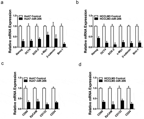 Figure 3. miR-206 downregulated stemness–like genes