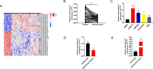 Figure 1. Highly expressed miR-23a-3p was found in cholangiocarcinoma tissues as well as cells. (a) Heatmap of primary 50 differential expressed miRNAs in 36 cholangiocarcinoma tissues in comparison to 9 adjacent tissues. (b) MiR-23a-3p was overexpressed confirmed by qRT-PCR in 60 pairs of cholangiocarcinoma tissues as well as normal tissues. (c) Higher miR-23a-3p level was observed in 4 cholangiocarcinoma cell lines (QBC939, HUCCT1, RBE, HCCC9810) compared to normal cell line HiBEC. (d) QRT-PCR detected the transfection efficacy after transfection with miR-23a-3p inhibitor or inhibitor NC in HUCCT1. (e) QRT-PCR detected the transfection efficacy after transfection with miR-23a-3p mimics as well as mimics NC in RBE.