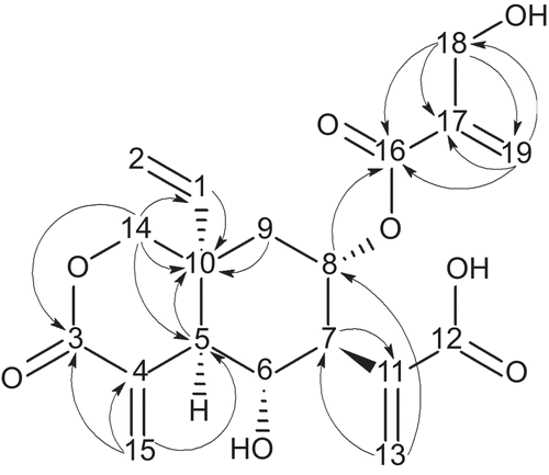 Figure 3.  Selected heteronuclear multiple-bond correlations (HMBC) for vernodalinol.