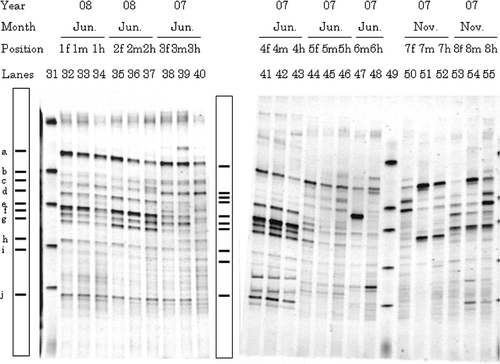 Figure 2. Typical denaturing gradient gel electrophoresis profiles for polymerase chain reaction-amplified fragments of 16S rRNA genes for gut samples from Allolobophora japonica. Explanations for each lane shown in the figure are the same as those in Fig. 1. Markers were electrophoresed in Lanes 31 and 49. Bands typically found in most lanes (a–j) are illustrated in the box.
