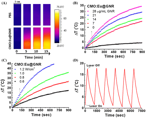 Figure 3. (A) Infrared images of PBS and CMO:Eu@GNR aqueous solutions exposed to 808 nm laser (1 W cm−2) for 900 s recorded at different time intervals. (B) Photothermal responses of CMO:Eu@GNR NPs at different concentrations in aqueous solution for 900 s NIR laser (808 nm, 1 W cm–2). (C) Photothermal responses of 808 nm laser irradiation with different power densities for 900 s at fixed CMO:Eu@GNR NP concentration (28 μg ml–1 GNR). (D) Temperature change of CMO:Eu@GNR solution with 28 μg ml–1 GNR at 1 W cm–2 808 nm laser irradiation over six LASER ON/OFF cycles. Experiment was carried out at room temperature.