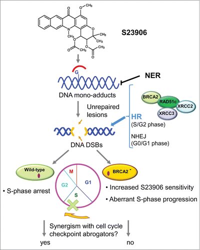 Figure 1. A schematic representation of the mechanism of S23906-induced bulky DNA adducts processing in mammalian cells. In the absence of functional NER, adducts are converted into DSBs processed through HR thanks to BRCA2 action. The S23906-sensitivity is increased in cells in BRCA2 deficient (BRCA2−) cells. DSBs, double strand breaks; HR, homologous recombination; NER, nucleotide excision repair; NHEJ, non-homologous end joining.