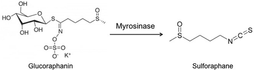 Figure 1. Glucoraphanin conversion to sulforaphane by the enzyme myrosinase.Figura 1. Conversión de la glucurafanina en sulforafano por la enzima mirosinasa.