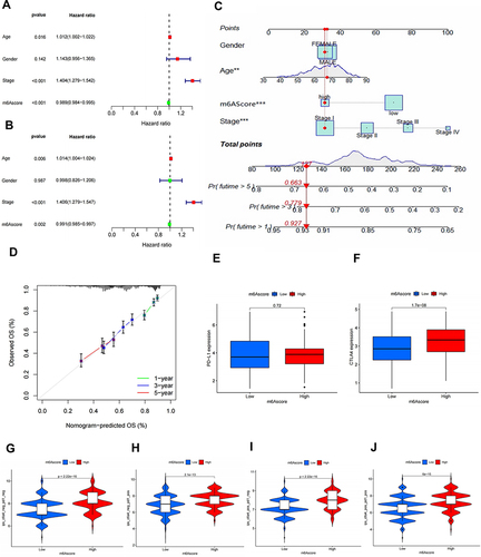 Figure 6 Assessment of m6A score survival prediction benefit and effectiveness of immunotherapy. Univariate (A) and multivariate Cox (B) analysis of m6A score in combination with clinical parameters (age, gender and stage). (C) Construction of nomogram scoring system to predict patient survival at 1-, 3- and 5- years. Each clinical factor in the nomogram system corresponds to a score, and all scores are summed to obtain a total point, which can predict the survival rate of patients at 1-, 3- and 5- years. The red point represents the stage of the clinical factor corresponding to the example sample, and the red italicized numbers represent the total score and 1-, 3-, and 5-year survival rates corresponding to this sample. (D) Plotting 1-, 3- and 5-year predicted calibration curves in the nomogram system. Expression levels of PD-L1 (E) and CTLA-4 (F) in m6A high and low score groups (p value<0.05). (G) The difference of IPS between high and low m6A score groups with CTLA4 (-)/PD1 (-). (H) The difference of IPS between high and low m6A score groups with CTLA4 (-)/PD1 (+). (I) The difference of IPS between high and low m6A score groups with CTLA4 (+)/PD1 (-). (J) The difference of IPS between high and low m6A score groups with CTLA4 (+)/PD1 (+).