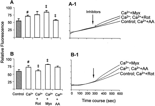 Figure 3. ROS generation assessed with the H2DCFDA probe in mitochondria energized with glutamate/malate (A) or succinate (B). The assays were performed as described in Fig. 2. #P < 0.05 vs. control; ‡P < 0.05 vs. Ca2+.