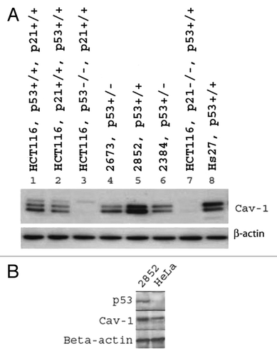 Figure 2. Immunoblot analysis of Cav-1 protein expression in p53-knockout HTC116 cell lines and in HeLa cell lines. (A) Differential expression of Cav-1 in p53- and p21-knockout HTC116 and LFS cell lines. Hs27 is an unrelated control human fibroblast cell line. (+/−) designations are for p53 and p21 genotypes present in the cell lines. (B) Comparative expression of Cav-1 in HeLa and LFS 2852 cell lines.