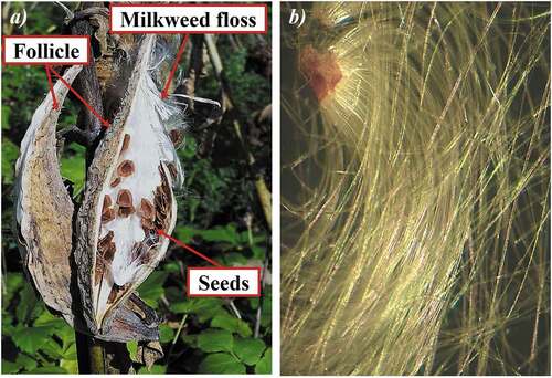 Figure 1. a) the mature Follicle of Asclepias Syriaca, b) a seed of milkweed with its fibers.